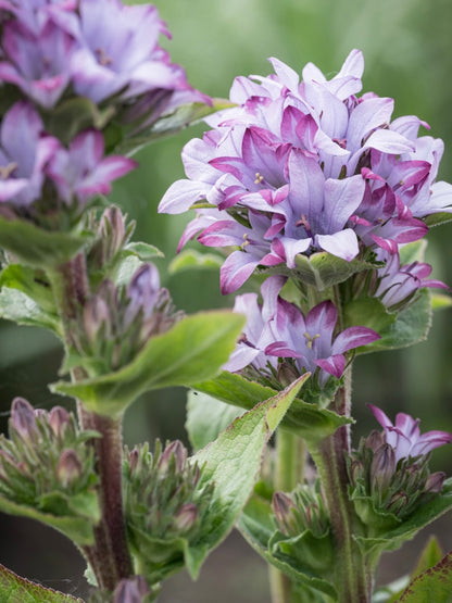 Dzwonek skupiony Campanula glomerata 'Caroline'