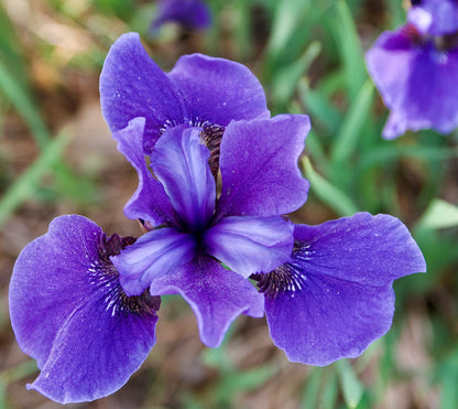 Kosaciec syberyjski Iris sibirica 'Annick'