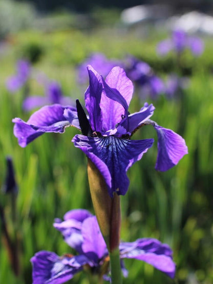 Kosaciec syberyjski Iris sibirica 'Annick'