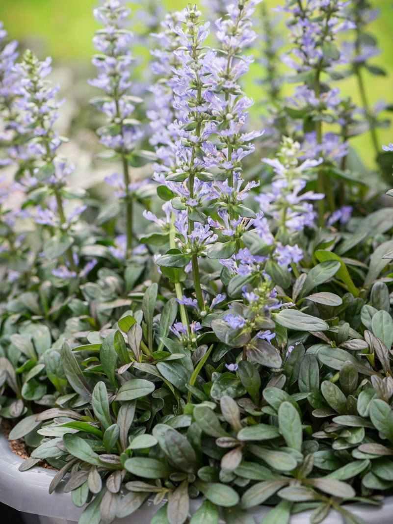 Dąbrówka Tenora Ajuga x tenorii 'Chocolate Chip'