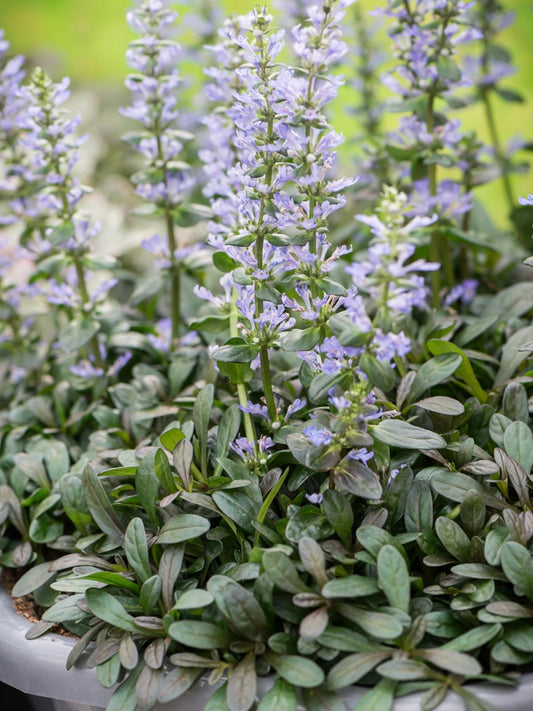 Dąbrówka Tenora Ajuga x tenorii 'Chocolate Chip'