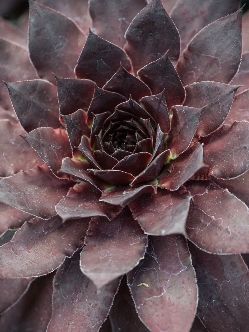 Rojnik ogrodowy Sempervivum 'BigSam Black Cherry'
