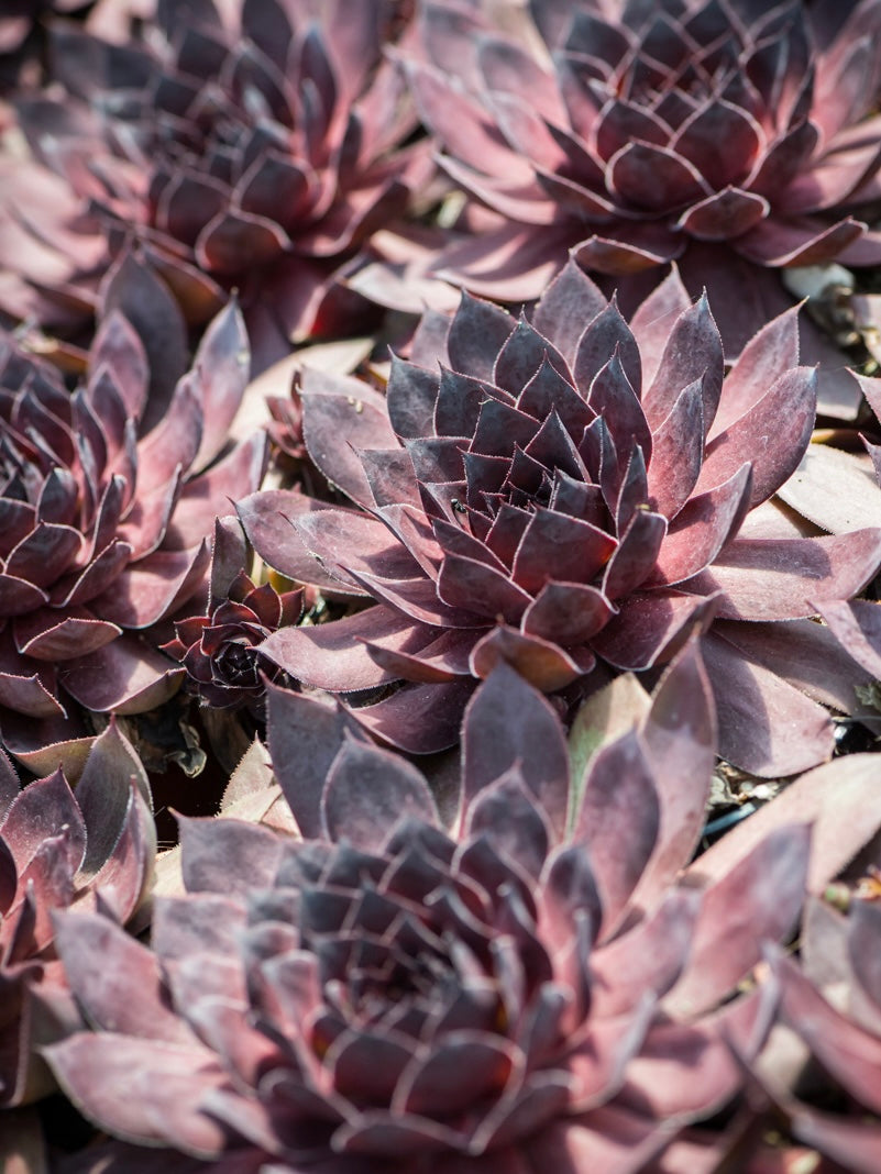 Rojnik ogrodowy Sempervivum 'BigSam Black Cherry'