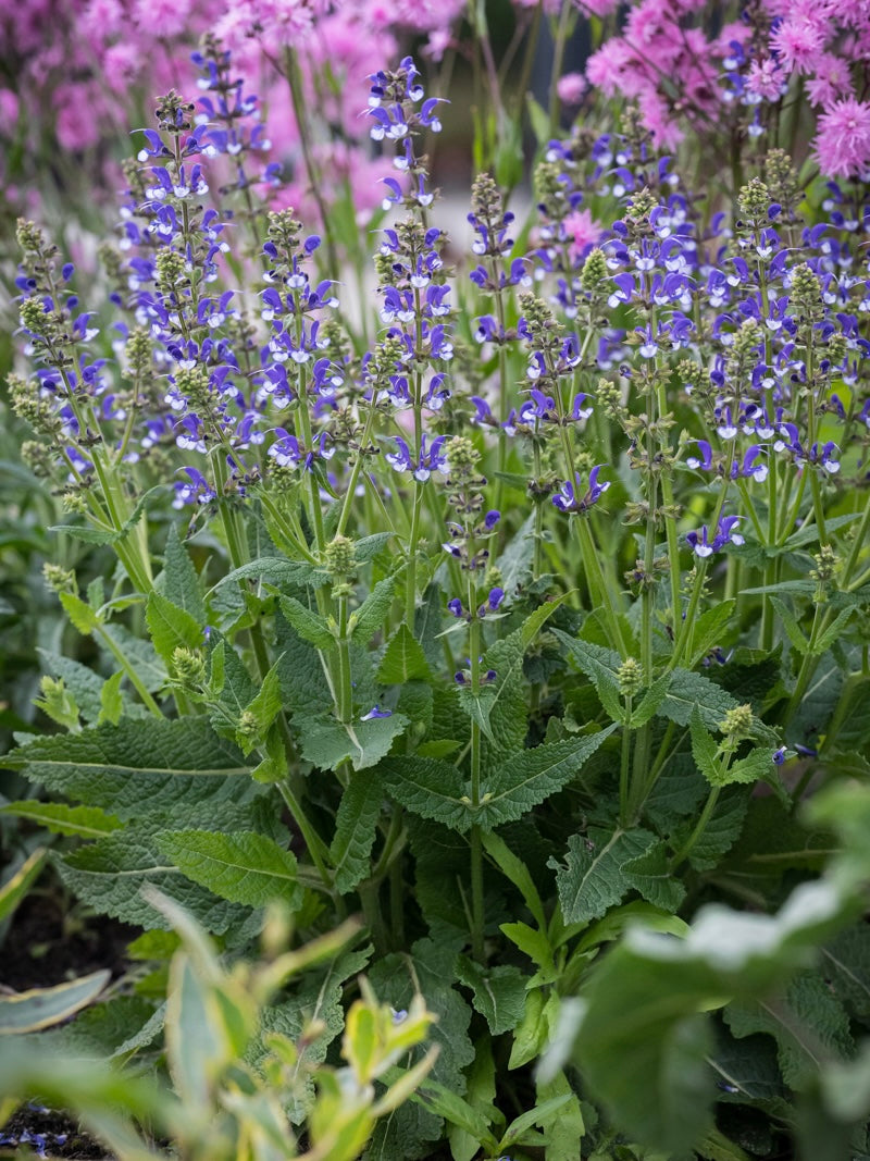 Szałwia łąkowa Salvia pratensis 'Fashionista Azure Snow'