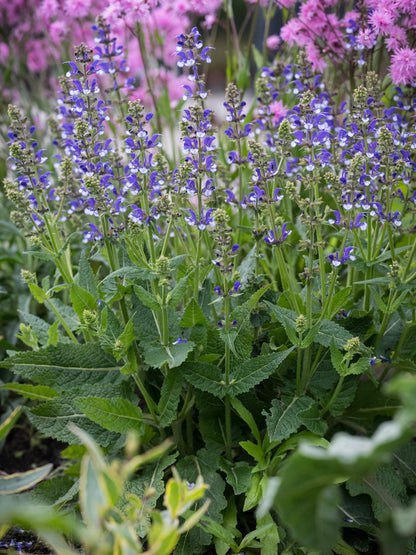 Szałwia łąkowa Salvia pratensis 'Fashionista Azure Snow'