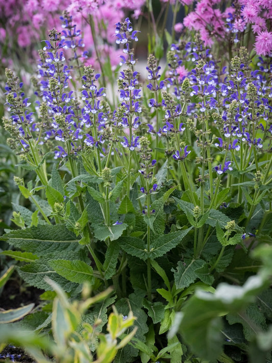 Szałwia łąkowa Salvia pratensis 'Fashionista Azure Snow'