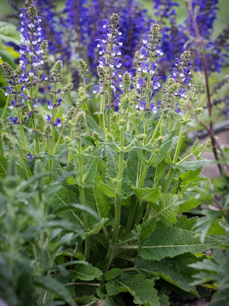 Szałwia łąkowa Salvia pratensis 'Fashionista Azure Snow'