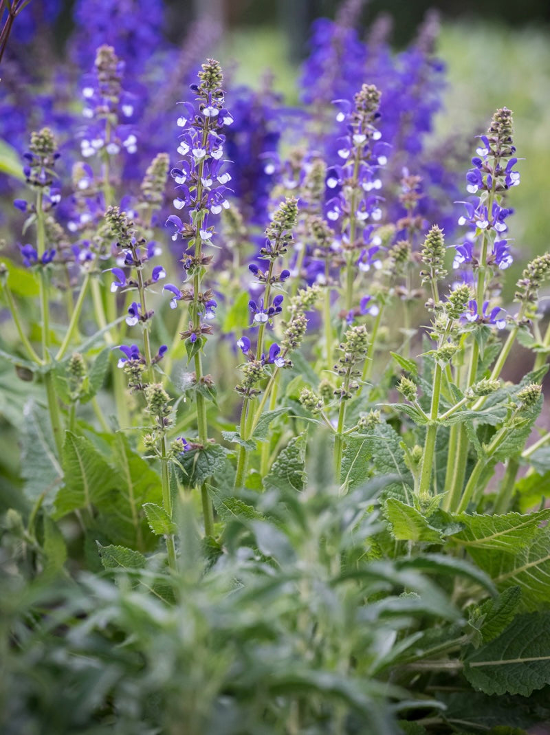 Szałwia łąkowa Salvia pratensis 'Fashionista Azure Snow'