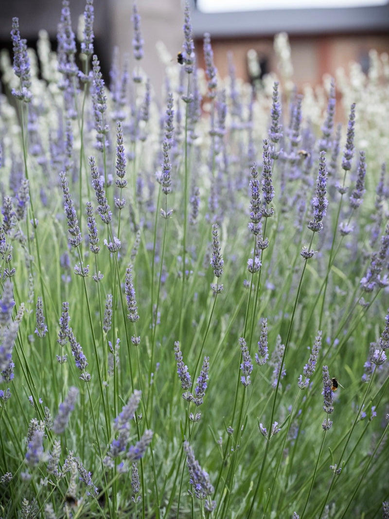Lawenda pośrednia Lavandula x intermedia 'Dutch'