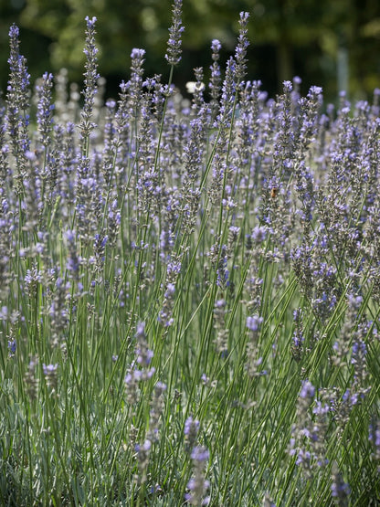 Lawenda pośrednia Lavandula x intermedia 'Dutch'