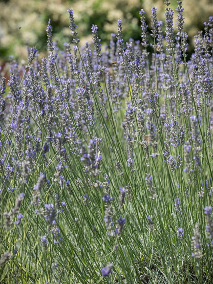 Lawenda pośrednia Lavandula x intermedia 'Dutch'
