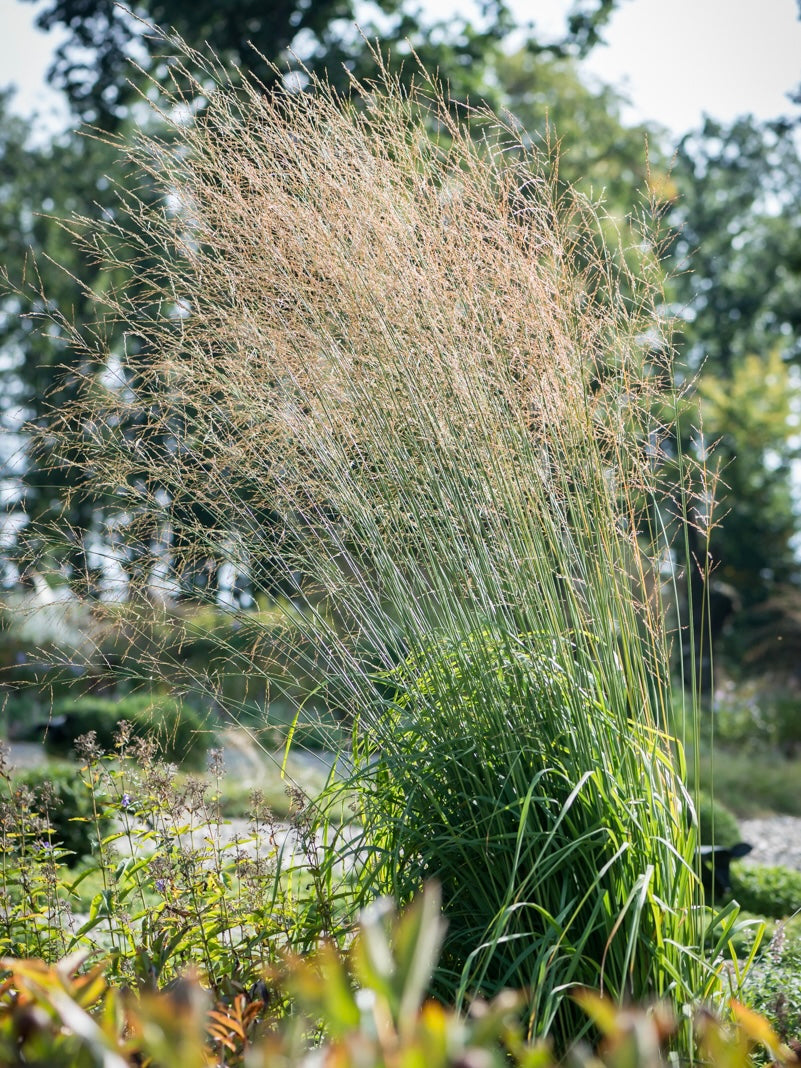 Trzęślica trzcinowata Molinia arundinacea 'Transparent'