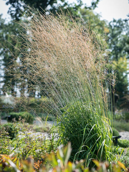 Trzęślica trzcinowata Molinia arundinacea 'Transparent'