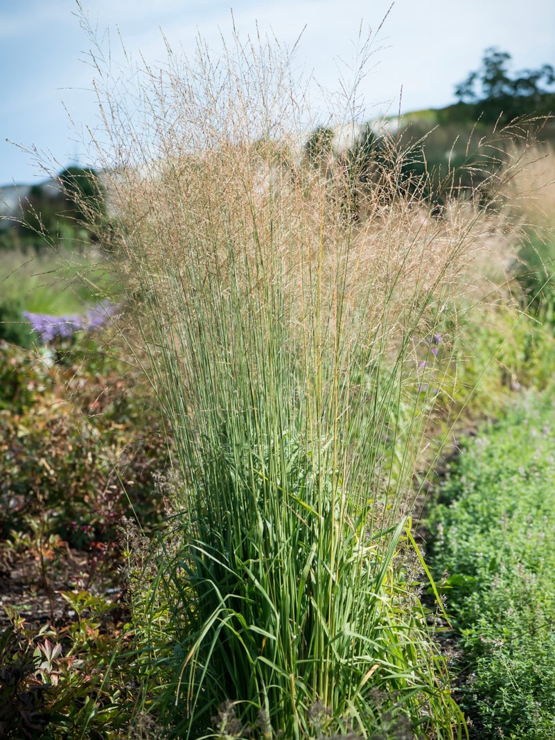 Trzęślica trzcinowata Molinia arundinacea 'Transparent'