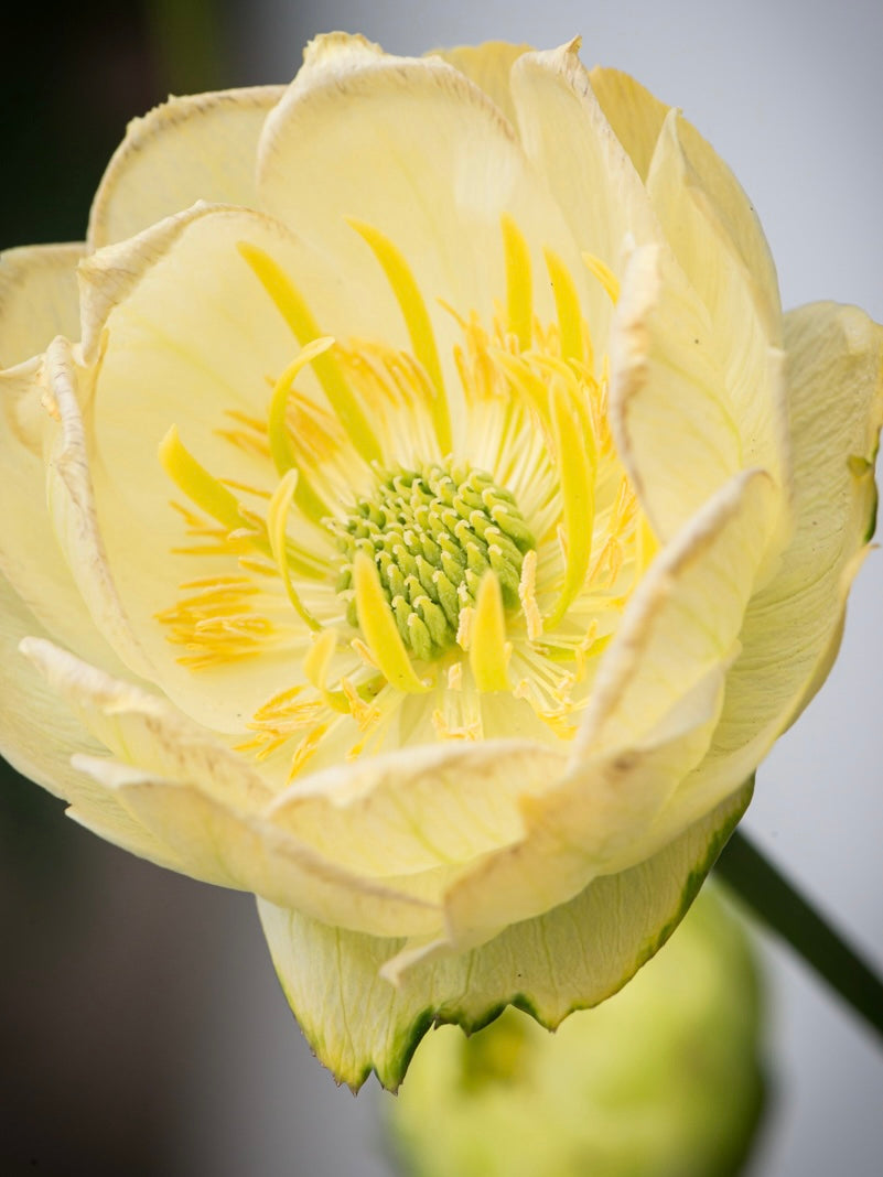 Pełnik ogrodowy Trollius x cultorum 'Full Moon'