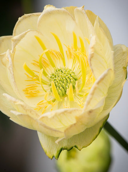 Pełnik ogrodowy Trollius x cultorum 'Full Moon'
