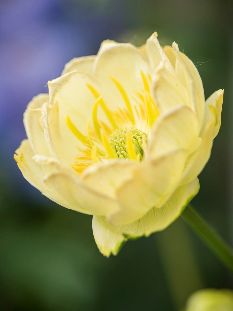 Pełnik ogrodowy Trollius x cultorum 'Full Moon'