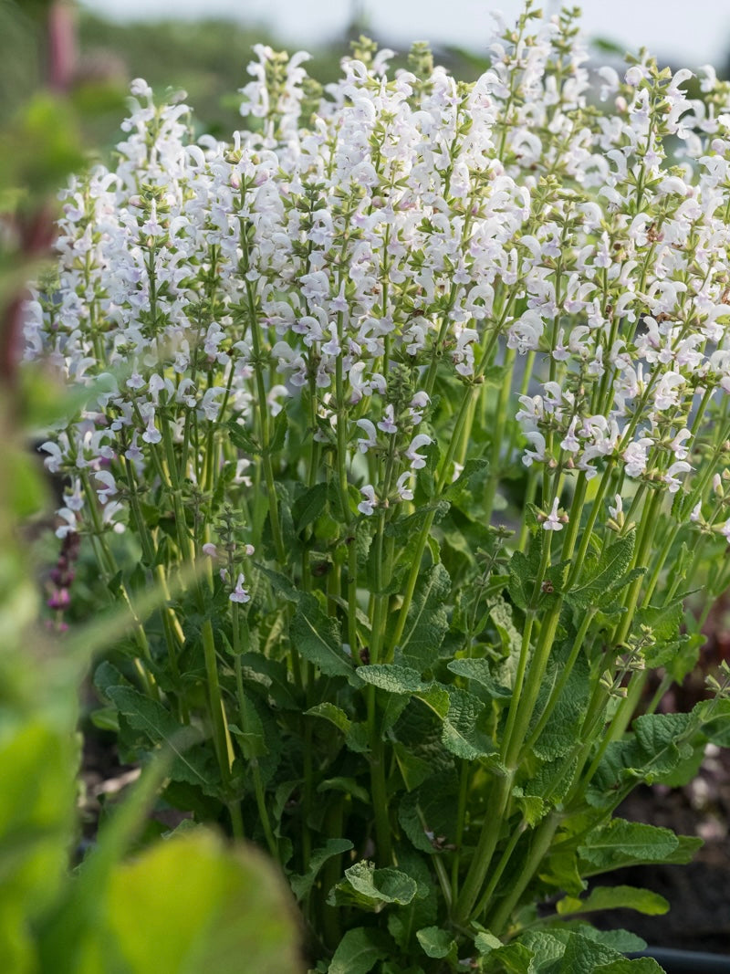 Szałwia łąkowa Salvia pratensis 'Fashionista Snow Kiss'