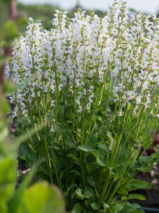 Szałwia łąkowa Salvia pratensis 'Fashionista Snow Kiss'