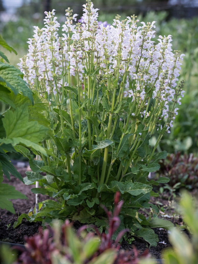 Szałwia łąkowa Salvia pratensis 'Fashionista Snow Kiss'