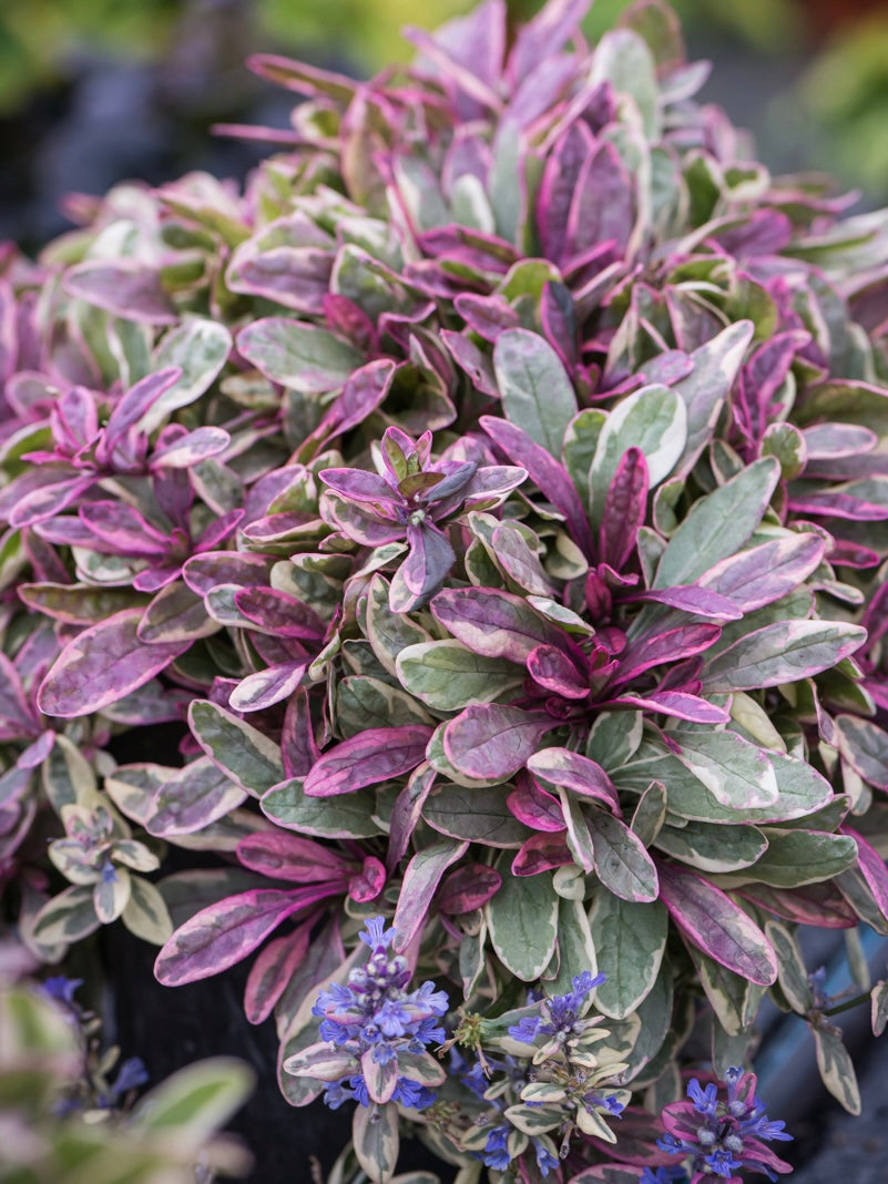 Dąbrówka Tenora Ajuga x tenorii 'Princess Nadia'