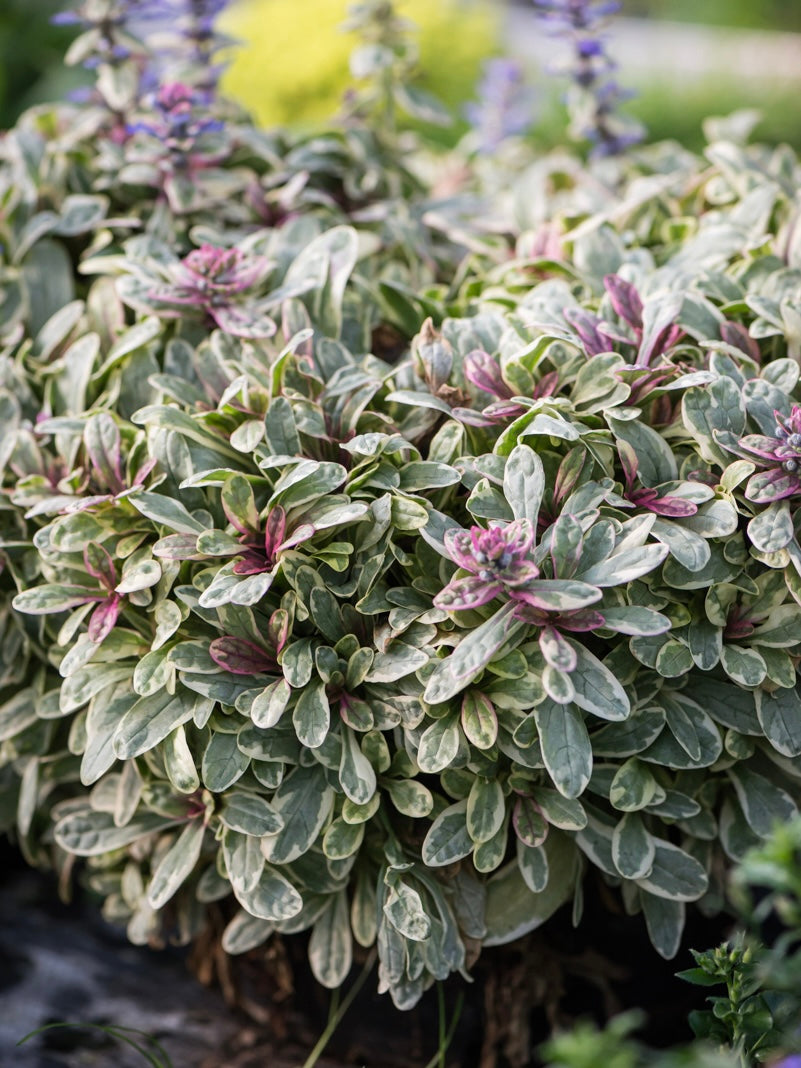 Dąbrówka Tenora Ajuga x tenorii 'Princess Nadia'