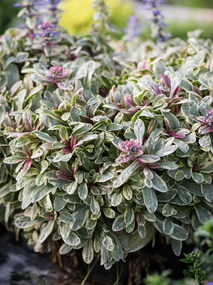Dąbrówka Tenora Ajuga x tenorii 'Princess Nadia'
