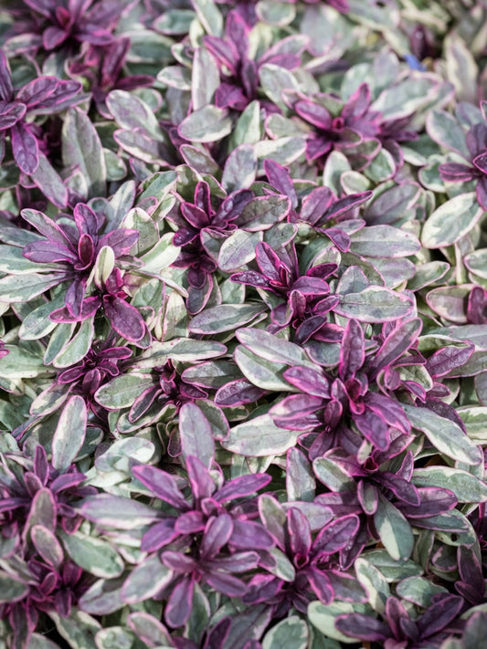 Dąbrówka Tenora Ajuga x tenorii 'Princess Nadia'