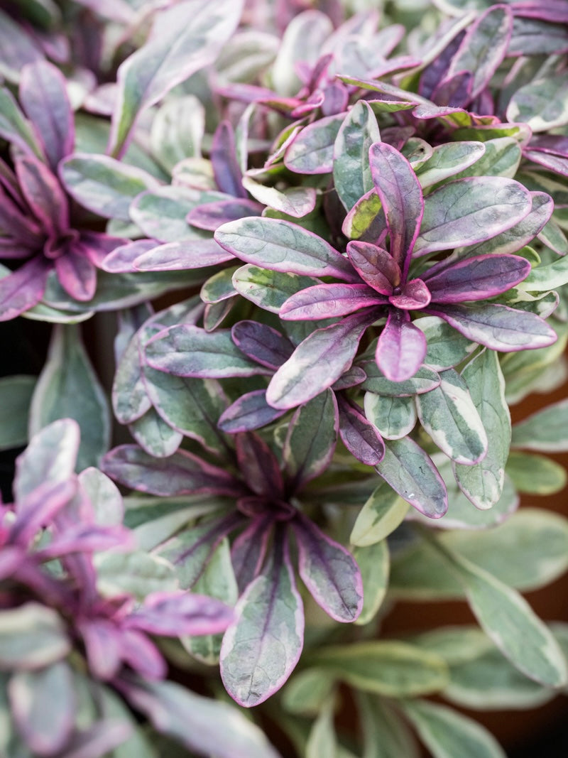 Dąbrówka Tenora Ajuga x tenorii 'Princess Nadia'