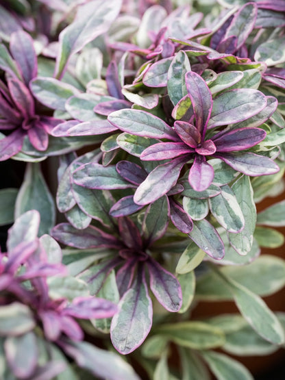Dąbrówka Tenora Ajuga x tenorii 'Princess Nadia'