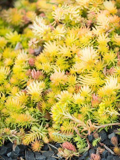 Rozchodnik ostry Sedum reflexum 'Angelina'