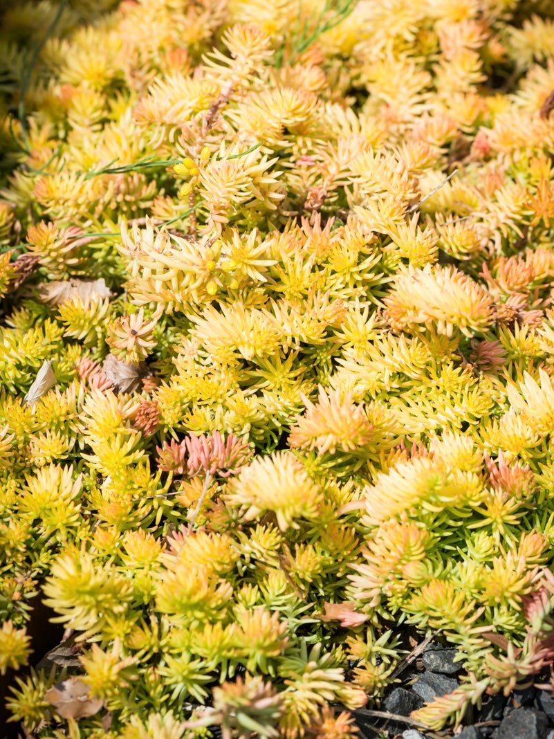 Rozchodnik ostry Sedum reflexum 'Angelina'