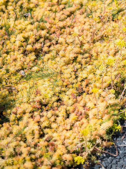 Rozchodnik ostry Sedum reflexum 'Angelina'