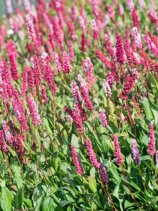 Rdest pokrewny Persicaria affine 'Darjeeling Red'