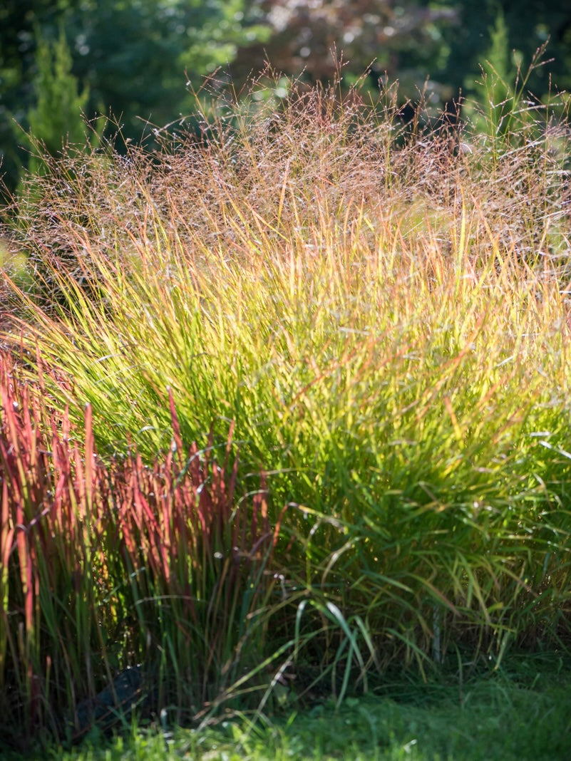 Proso rózgowate Panicum virgatum 'Hänse Herms'