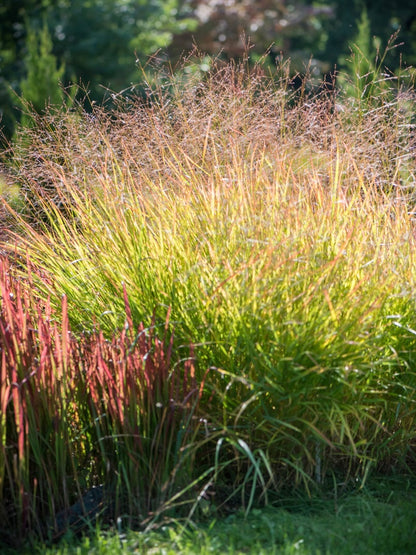 Proso rózgowate Panicum virgatum 'Hänse Herms'