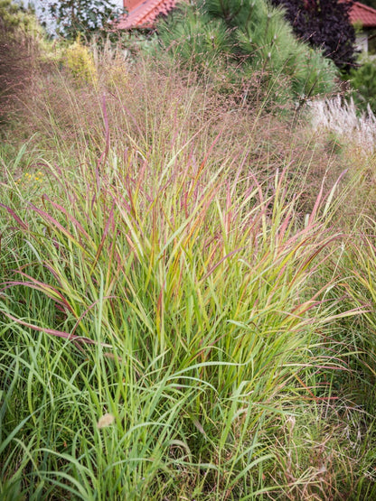 Proso rózgowate Panicum virgatum 'Hänse Herms'