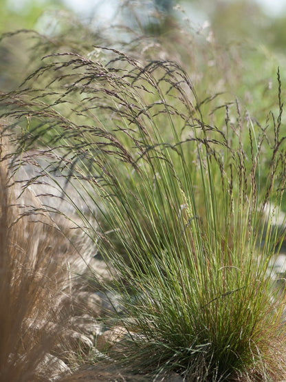Kostrzewa ametystowa Festuca amethystina
