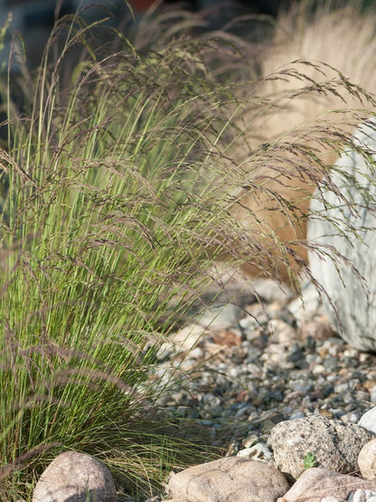 Kostrzewa ametystowa Festuca amethystina