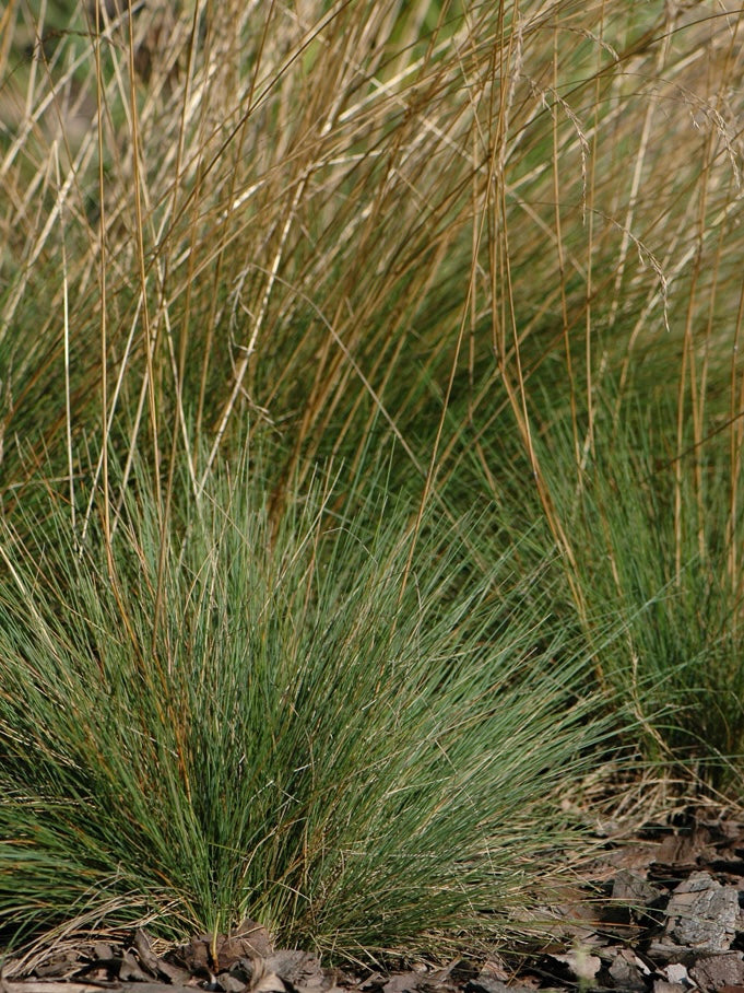 Kostrzewa ametystowa Festuca amethystina