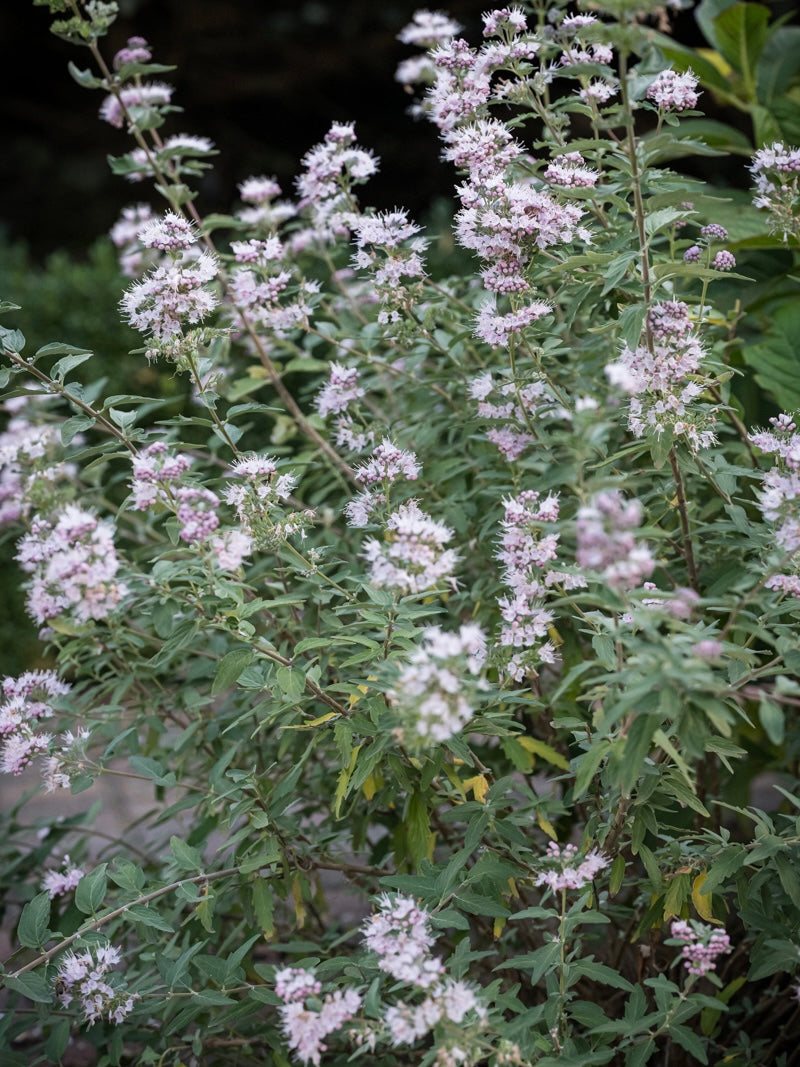 Barbula klandońska Caryopteris x clandonensis 'Stephi'