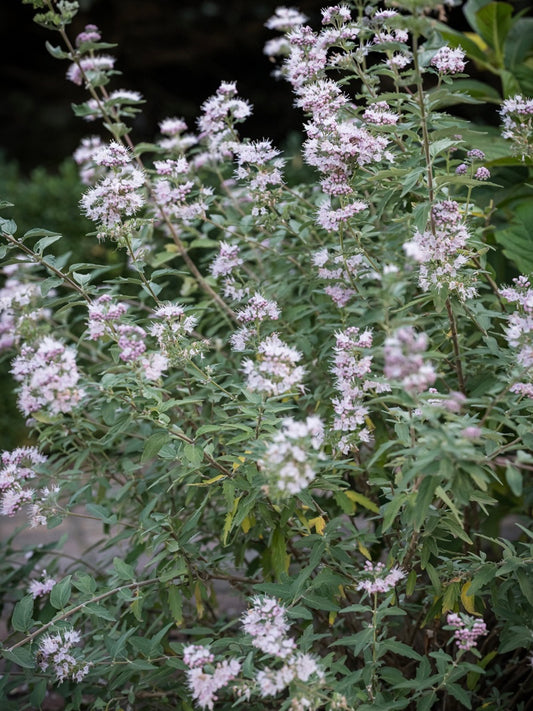 Barbula klandońska Caryopteris x clandonensis 'Stephi'