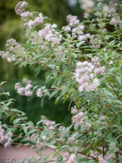 Barbula klandońska Caryopteris x clandonensis 'Stephi'