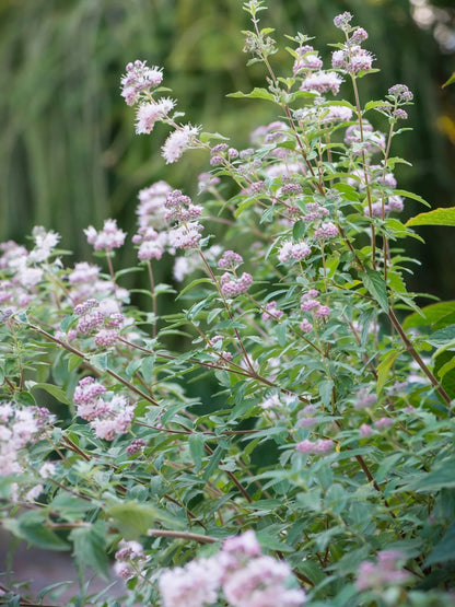 Barbula klandońska Caryopteris x clandonensis 'Stephi'