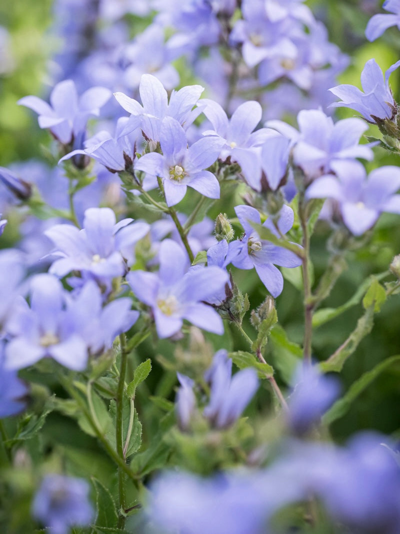 Dzwonek kremowy Campanula lactiflora 'Prichard's Variety'