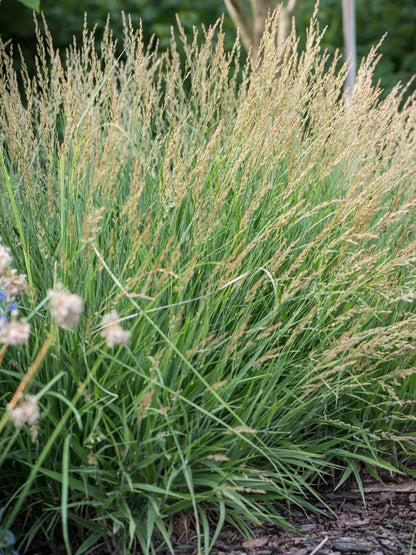 Trzcinnik Calamagrostis Cheju-Do