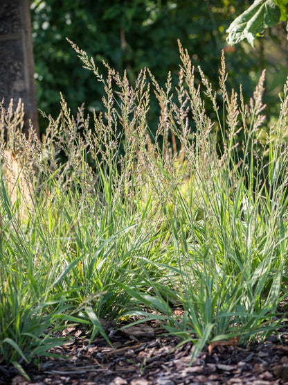 Trzcinnik Calamagrostis Cheju-Do