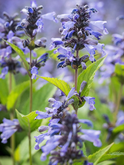 Kocimiętka Nepeta prattii 'Magical Mr. Blue Sky'
