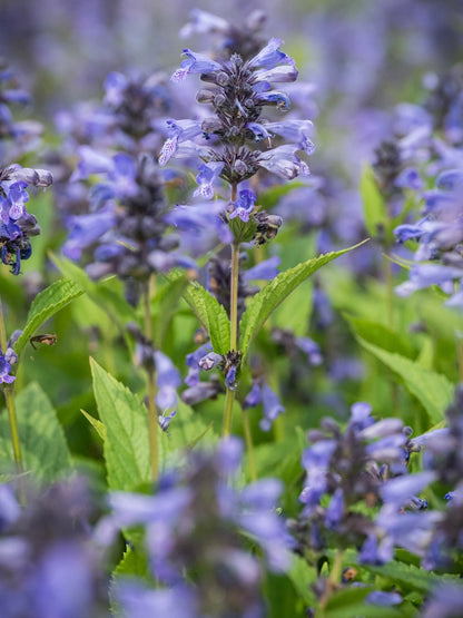 Kocimiętka Nepeta prattii 'Magical Mr. Blue Sky'
