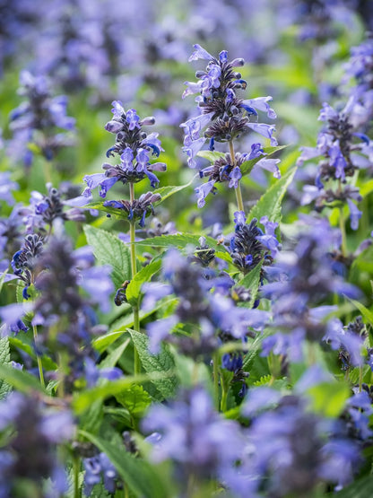 Kocimiętka Nepeta prattii 'Magical Mr. Blue Sky'
